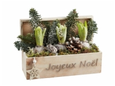 Composition jardinière bois 3 jacinthes