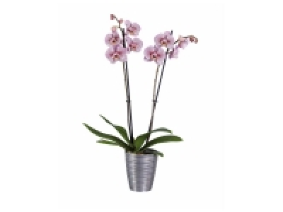 Orchidée de Noël ou bonsaï en pot céramique