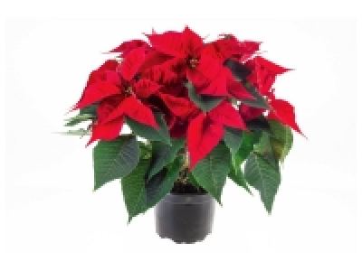 Grande étoile de Noël ou rosier pailletée