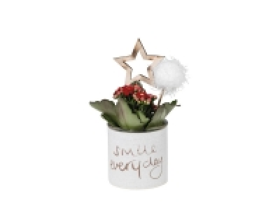 Kalanchoé de Noël