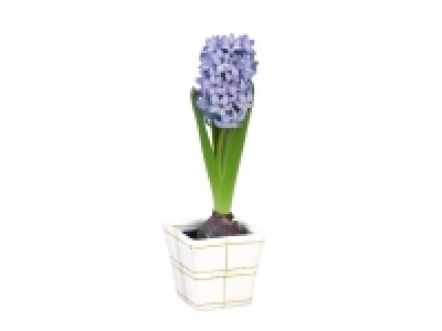 Jacinthes en pot Noël 1.59 €