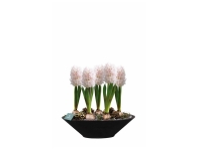 Composition jacinthe en coupe zinc
