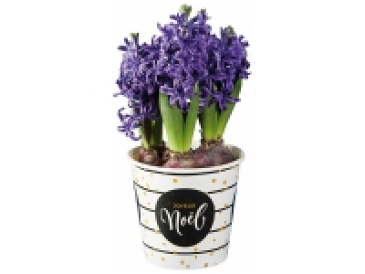 Pot Noël 3 jacinthes