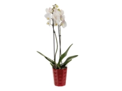 Orchidée 2 tiges en pot céramique