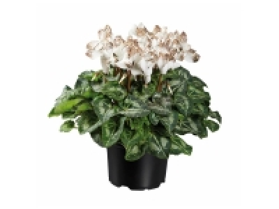Mini Cyclamen Pailleté
