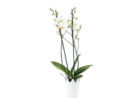 Lidl  Orchidée en céramique couronne