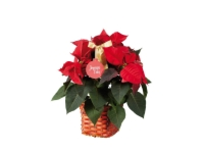 Étoile de Noël en corbeille