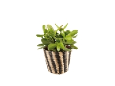 Suculente en pot osier ou plante fleurie en pot déco argenté