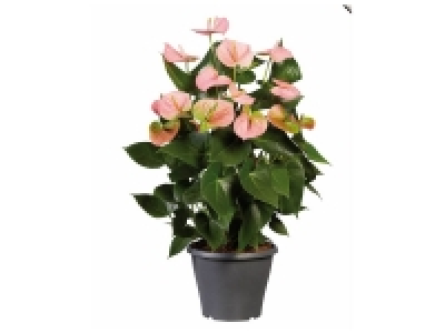 Anthurium 8.99 €