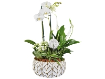 Composition orchidée nouvel an