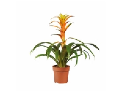 Vriesea ou Guzmania