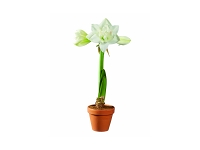 Lidl  Amaryllis en pot terracotta