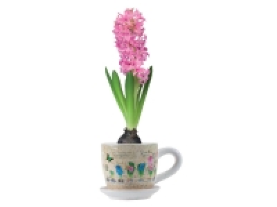 Jacinthe en tasse