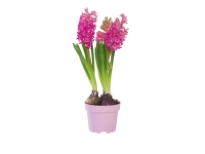 Lidl  Bulbes dhiver en pot couleur
