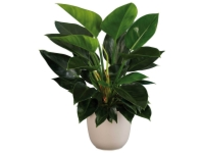 Grande plante verte 15.99 €