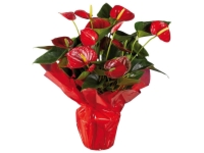 Lidl  Anthurium couleur