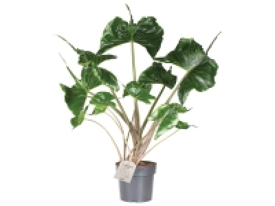 Plantes vertes Exclusives