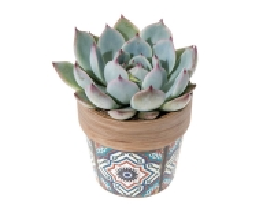 Succulente en pot céramique marocaine