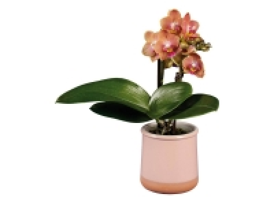 Mini Orchidée en céramique