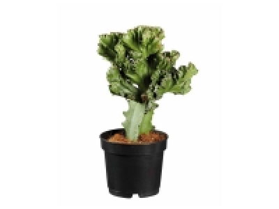 Lidl  Euphorbia Lactéa