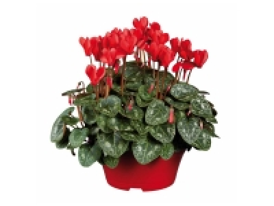 Lidl  Cyclamen en coupe