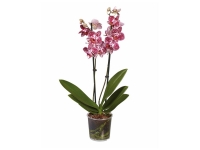 Lidl  Orchidée midi ou Rosier en pot 3 couleurs