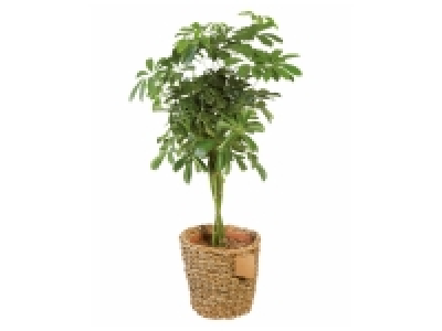 Lidl  Grande plante verte