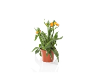 Lidl  Ornithogalum