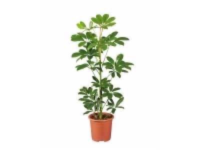 Plante verte mix