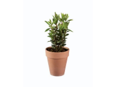 Plantes aromatiques en pot terracotta