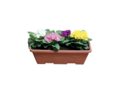 Jardinières de Primevères acaulis