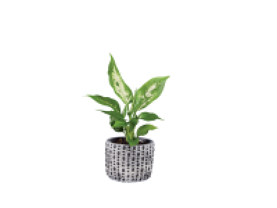 Mini plante verte en céramique
