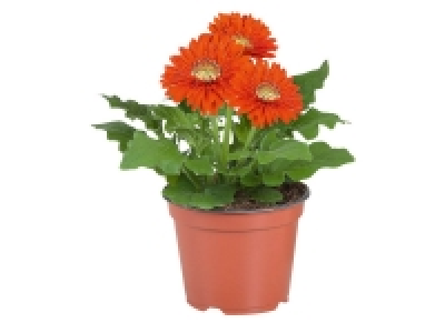 Gerbera 2.99 €