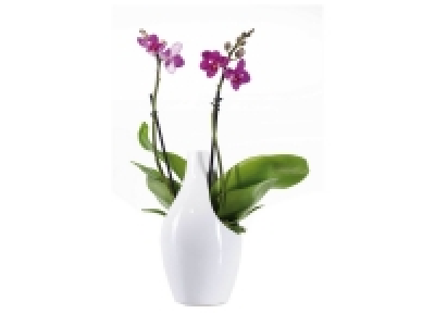 Orchid&eacute;e en pot c&eacute;ramique design