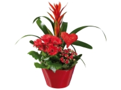 Composition tendresse 11.99 €