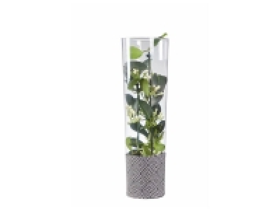 Lidl  Stephanotis en vase déco