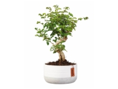 Bonzai en pot béton