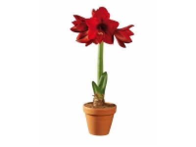Amarillys en pot terracotta ou Campanule Get Mee
