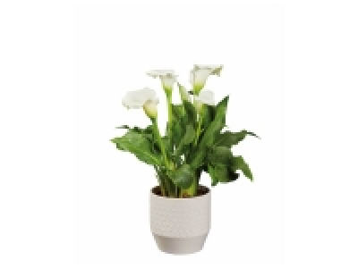Calla en céramique ou Jasmin Pyramide