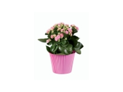 Kalanchoé en pot couleur
