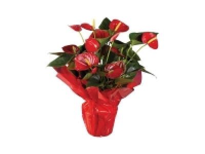 Lidl  Anthurium