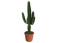Lidl  Cactus Western (Euphorbia)