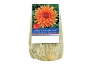 Sachet Bulbe Standard