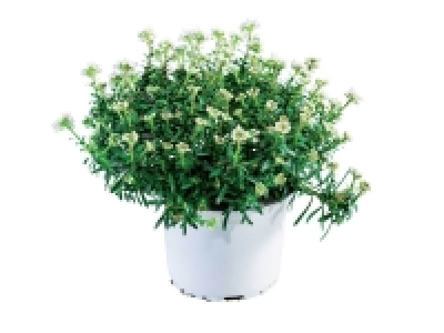 Plante vivace