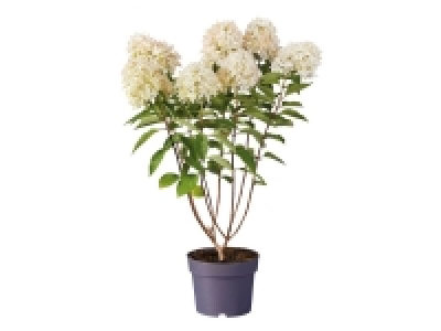 Hortensia Paniculata ou Palmier Coco