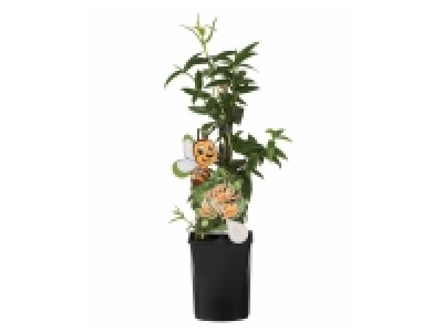 Plantes fleuries grimpantes ou Pelargonium