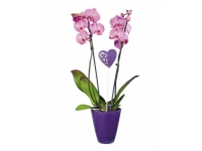 Lidl  Orchidée pot verre couleur