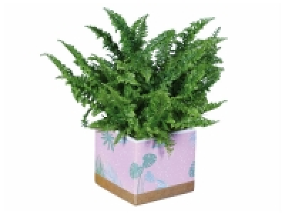 Lidl  Fougère en pot deco ou palmier