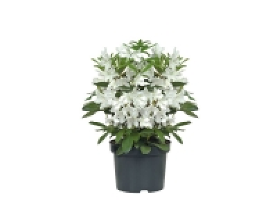 Lidl  Rhododendron