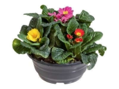 Coupes de 3 primevères multicolores